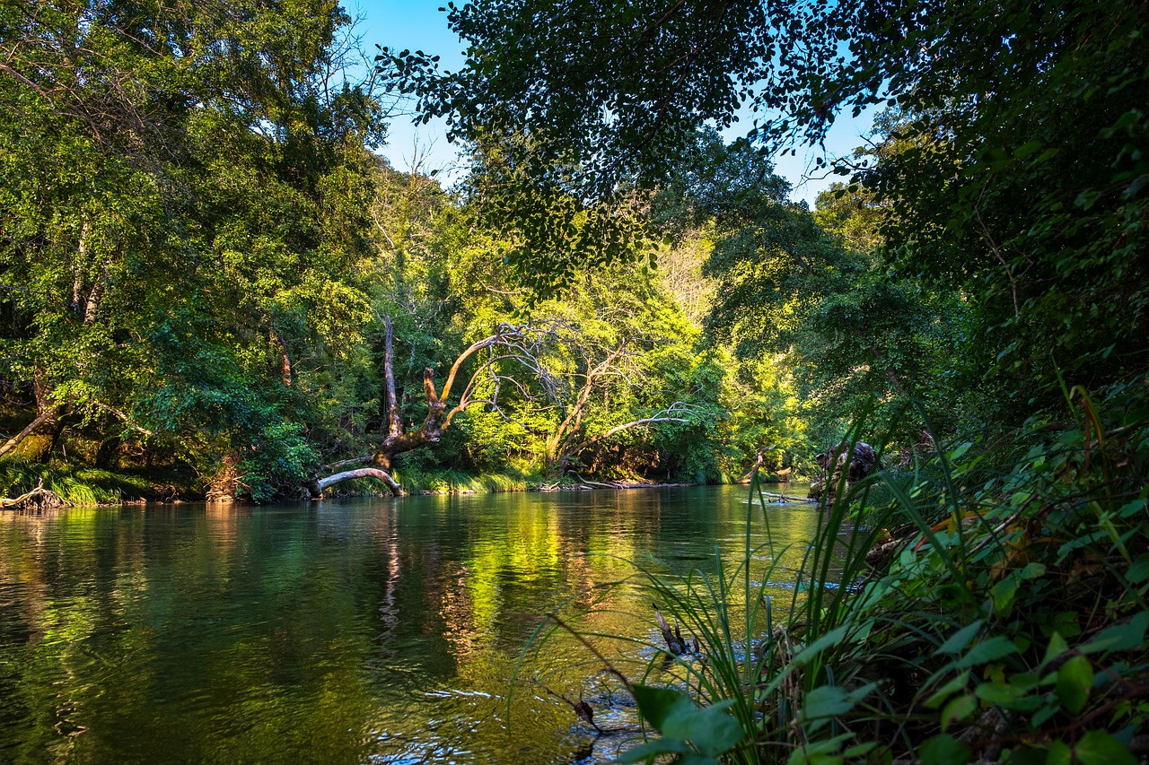 Sustainable Travel Tips for Discovering Madagascar’s Rainforests